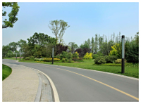 市政道路绿化维护
