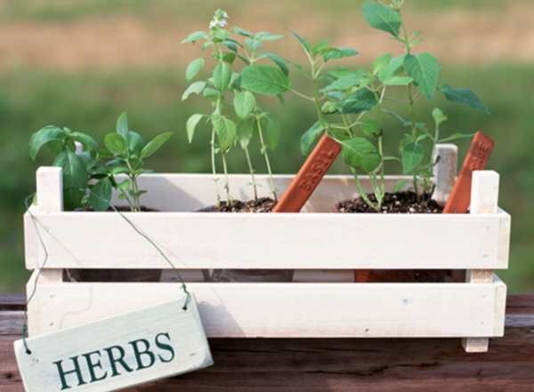 园艺干货来了，家庭园艺知识普及! 