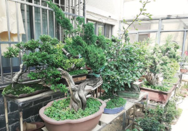 园艺让家更绿色、让生活更美好